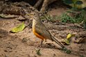 012 Noord Pantanal, roodbuiklijster